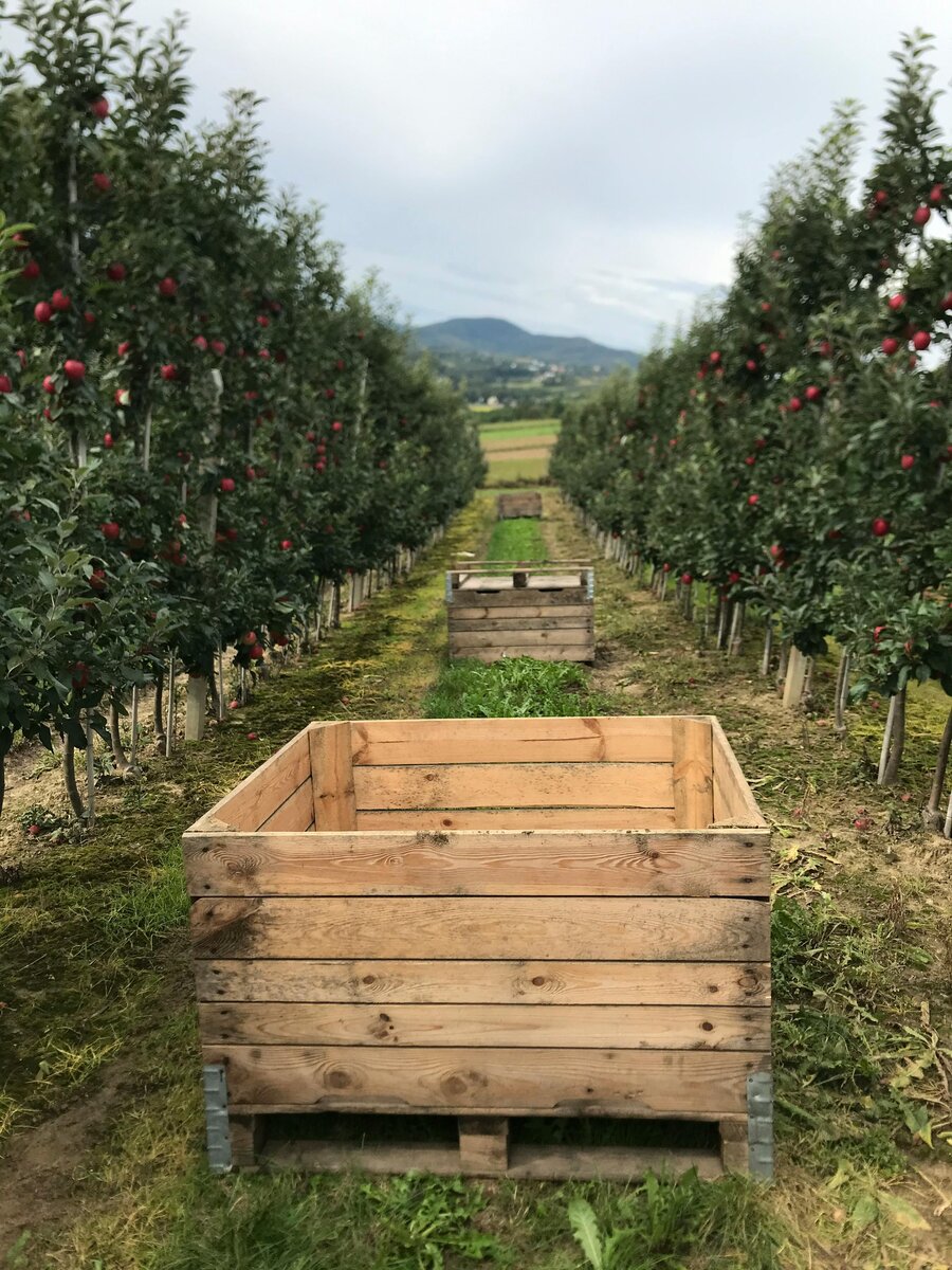Apple Valley Farm farm photo